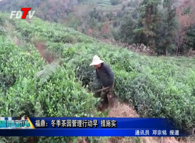 福鼎：冬季茶園管理行動(dòng)早 措施實(shí)