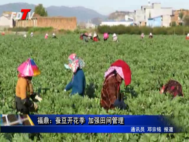 福鼎：蠶豆開花季 加強田間管理