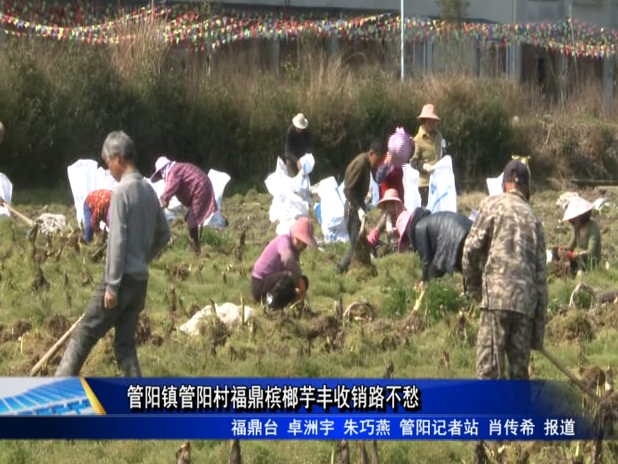 管陽鎮(zhèn)管陽村福鼎檳榔芋豐收銷路不愁