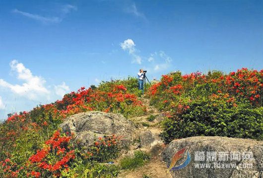 天坪山上， 十里杜鵑映山紅！