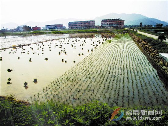 福鼎文化遺產(chǎn)的海絲印記之三十九——耕種水田