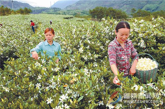 茗洋：梔子花開(kāi)幸福來(lái)