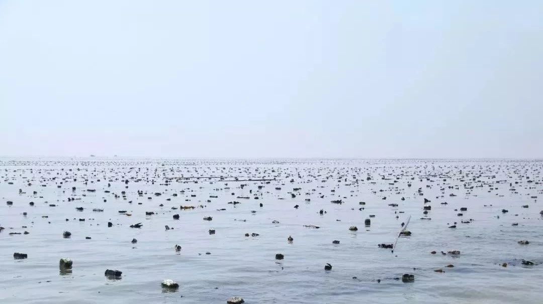 面朝大海，挺進(jìn)深藍(lán)，海洋強(qiáng)市的“福鼎Style”響起來！