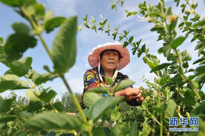 職業(yè)農(nóng)民和科研人員增收細則有望加速出臺