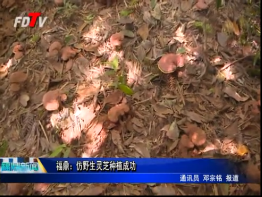 福鼎：仿野生靈芝種植成功