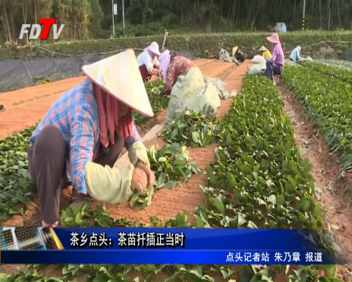 茶鄉(xiāng)點頭：茶苗扦插正當(dāng)時