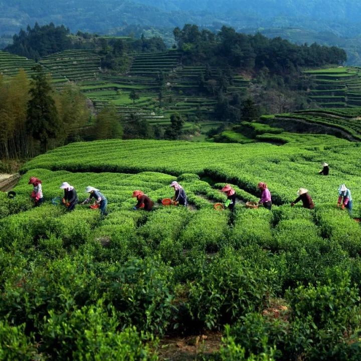 你只看到福鼎白茶的逆勢飛揚(yáng)，卻沒看到她背后的“緊箍咒”