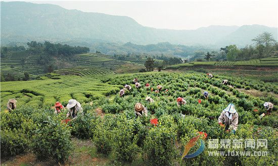 盯緊源頭 讓白茶品質(zhì)更靠譜