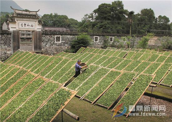 有質(zhì)量的白茶才有“生命”  福鼎抓白茶質(zhì)量是認(rèn)真的