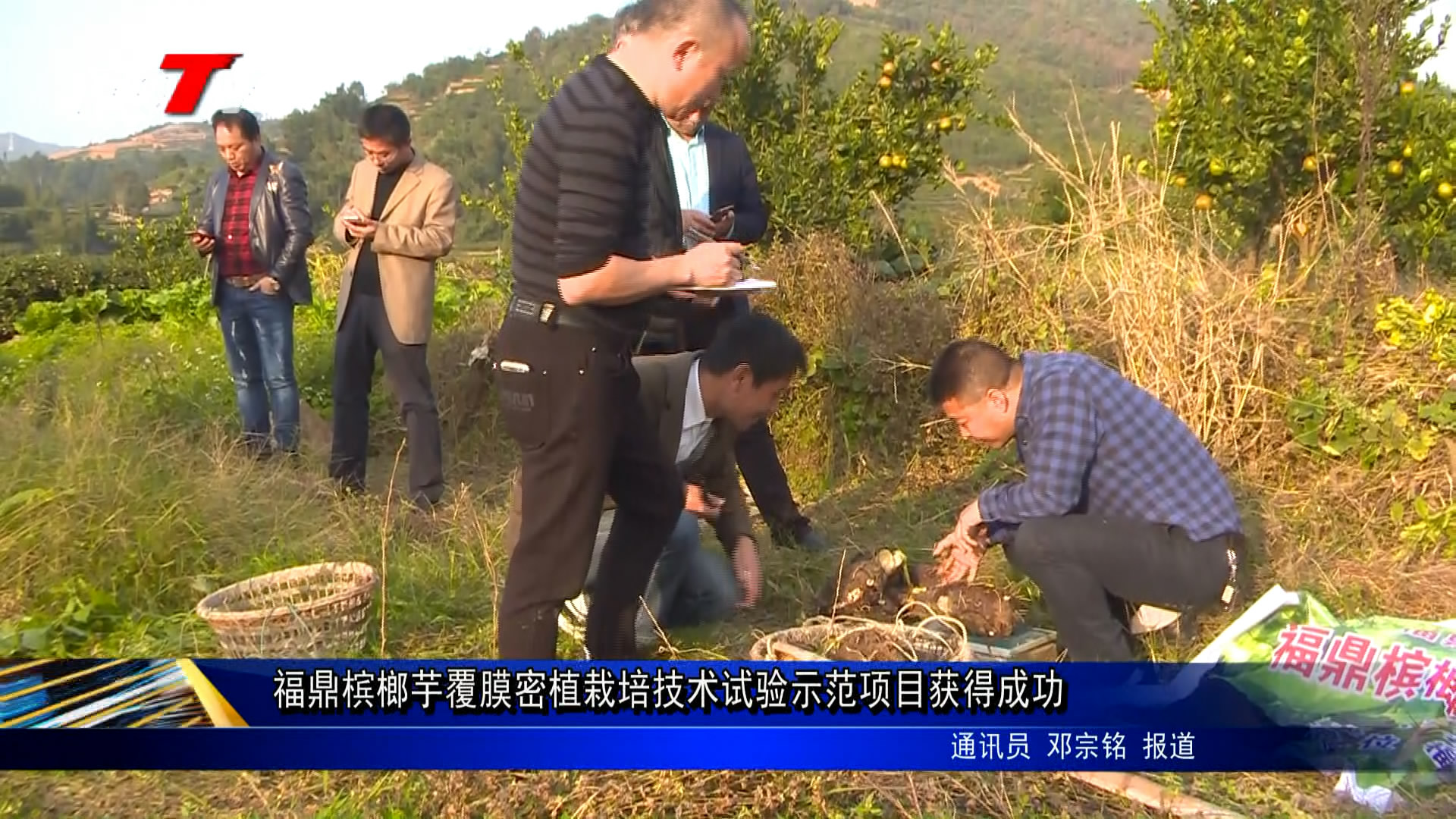 福鼎檳榔芋覆膜密植栽培技術(shù)試驗示范項目獲得成功