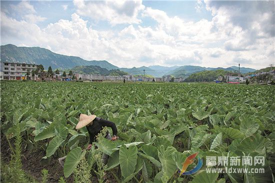 管陽(yáng)沈青村： 黨建促“嬗變” 帶出新氣象