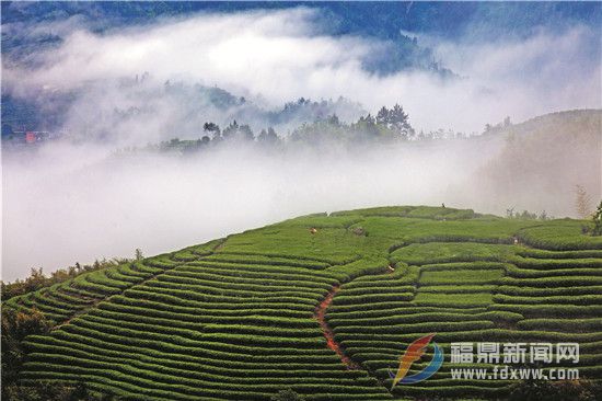 2019，守護福鼎白茶質(zhì)量安全“路線圖”