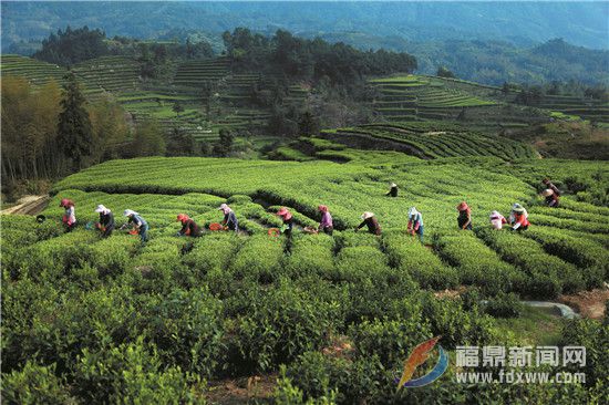 柏柳：茶香濃郁 古韻綿長