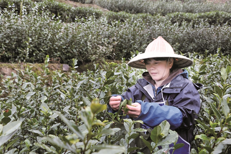 疊石鄉(xiāng):烏牛早茶“搶鮮”上市