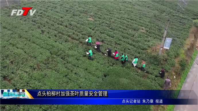 點(diǎn)頭柏柳村加強(qiáng)茶葉質(zhì)量安全管理