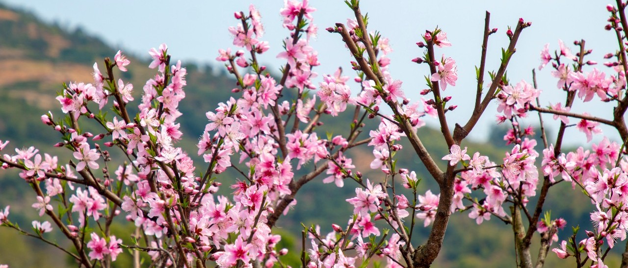 徜徉花海，恍若世外！這個(gè)周末前岐備好了“桃花宴”待君來(lái)~