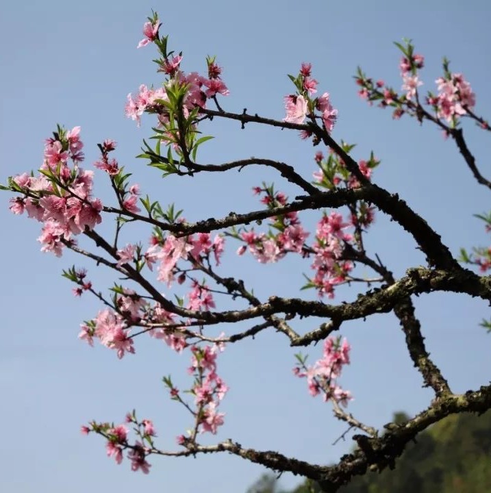 灼灼芳華等你來(lái)賞，前岐桃花節(jié)開(kāi)幕！