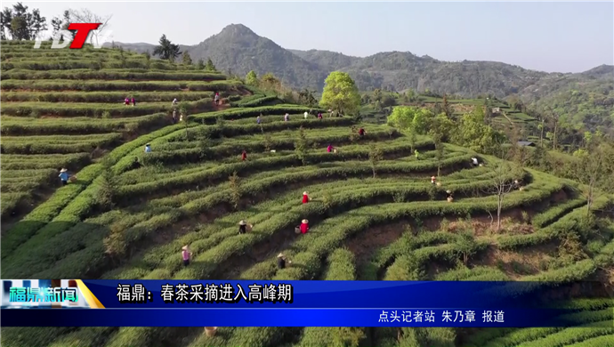 福鼎：又到春茶采摘季 茶農(nóng)茶企采制忙