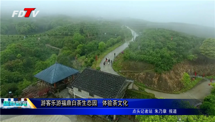 游客樂游福鼎白茶生態(tài)園    體驗(yàn)茶文化