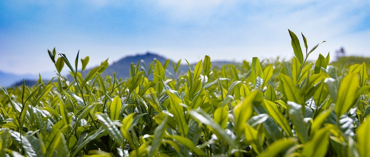 一戶一卡一茶園，茶青也有了“身份證”！