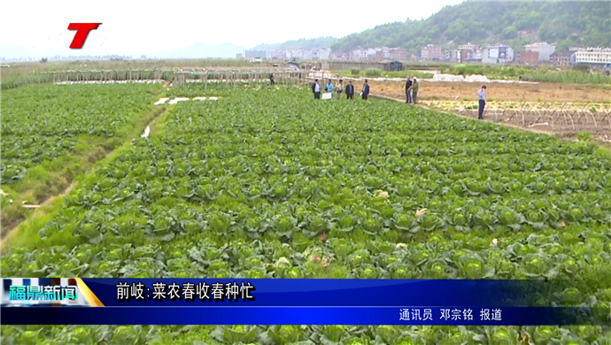 前岐:菜農(nóng)春收春種忙