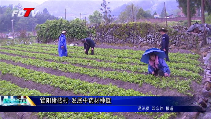 管陽楮樓村:中藥材種植產業(yè)帶動村民增收