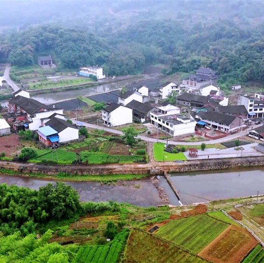 顏值好氣質(zhì)佳，福鼎大毫茶的發(fā)源地翁溪村大變樣