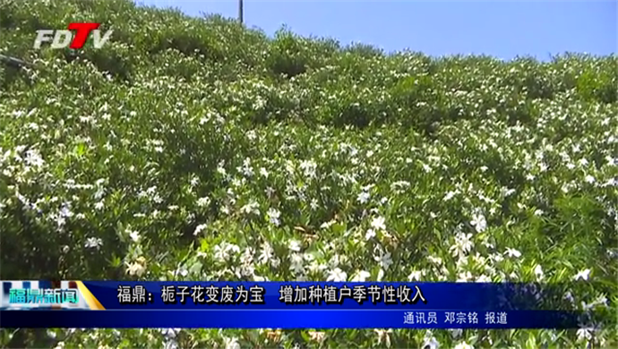 福鼎：梔子花變廢為寶  增加種植戶季節(jié)性收入