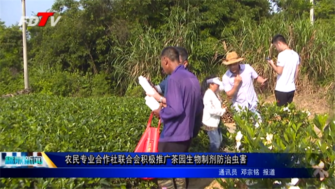 農(nóng)民專業(yè)合作社聯(lián)合會(huì)積極推廣茶園生物制劑防治蟲害