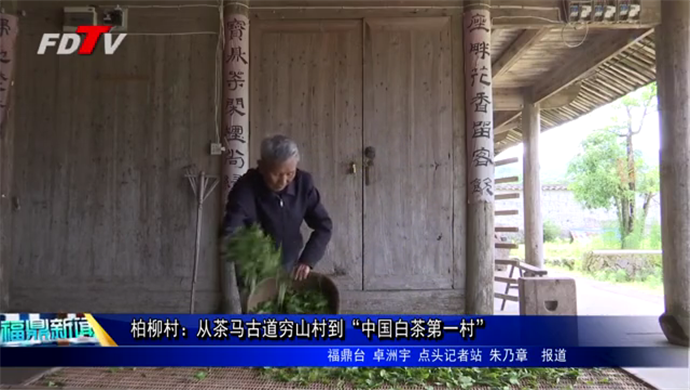 柏柳村：從茶馬古道窮山村到“中國白茶第一村”