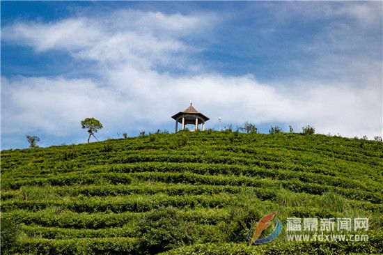 炎炎夏日，共赴福鼎“納涼”之旅吧