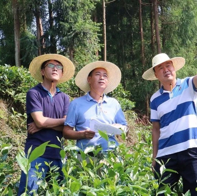 疊石鄉(xiāng)：保護(hù)森林資源，守護(hù)綠水青山