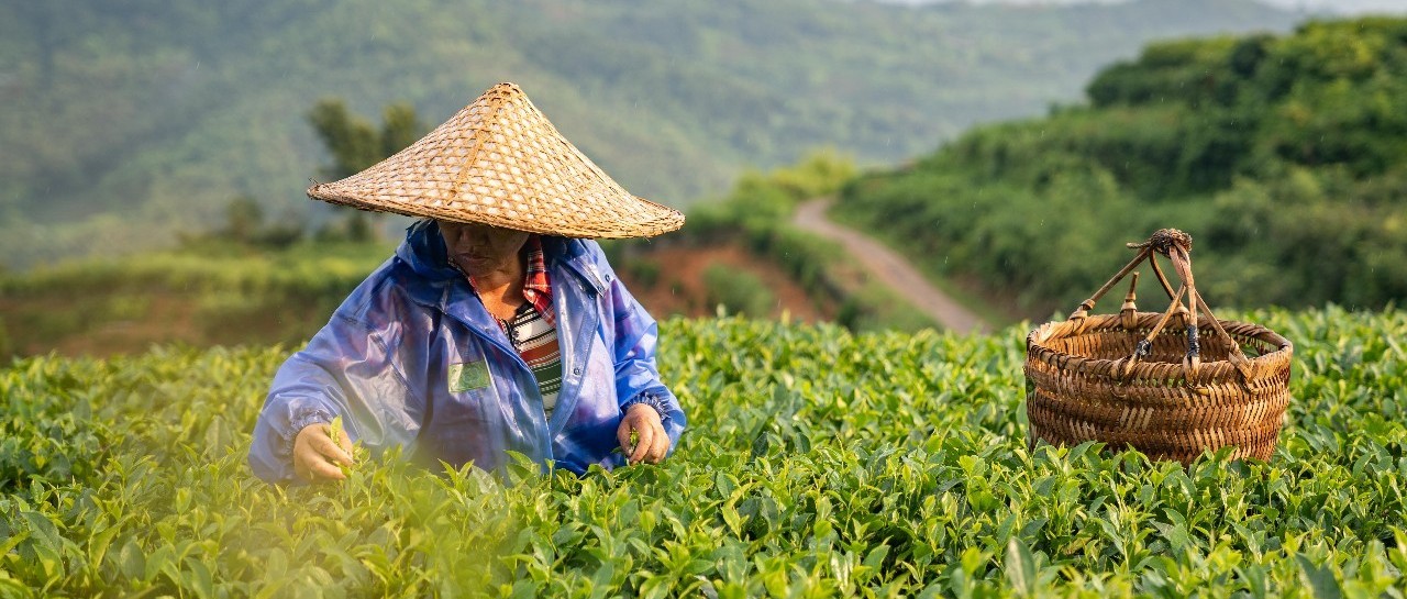 點頭：多措并舉打擊違法行為，齊抓共管保護森林資源