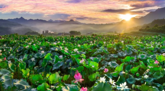 王麗達(dá)一曲穿越九十年！紅軍挖蓮塘，今朝更好看