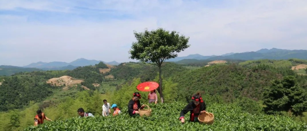 一盞清茶滌鄉(xiāng)風(fēng)，走進(jìn)吳陽山一定驚艷你