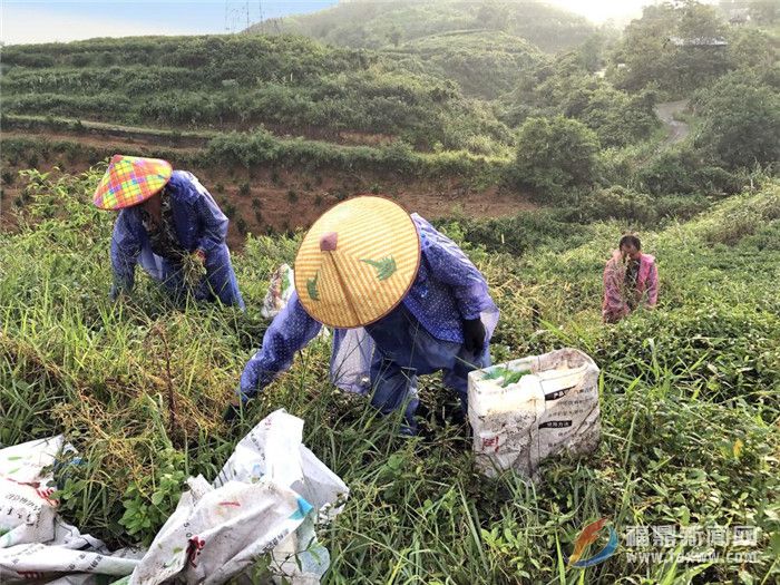 茶鄉(xiāng)點(diǎn)頭：狠抓茶葉源頭管理 確保茶葉質(zhì)量安全