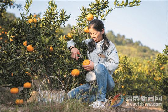 前岐：“甜蜜”經(jīng)濟助增收