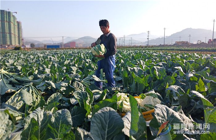 田間菜園，菜農(nóng)在采收花椰菜.jpg