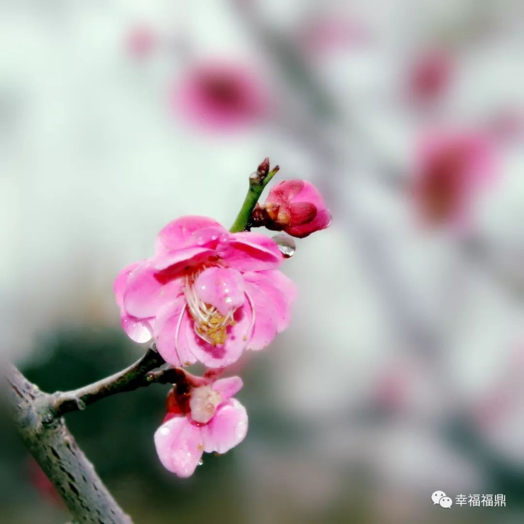 “碎雪”飄起，原來是太姥山的梅花開了……