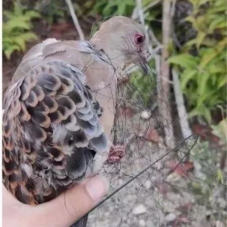 福建還有人在販賣野生動物！太囂張！