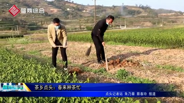 茶鄉(xiāng)點頭：春來種茶忙