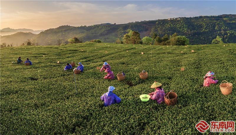 福鼎：茶香氤氳暖大地