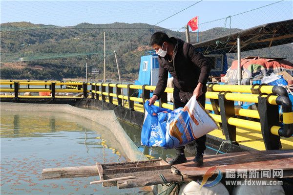 養(yǎng)殖戶喂魚(yú)忙