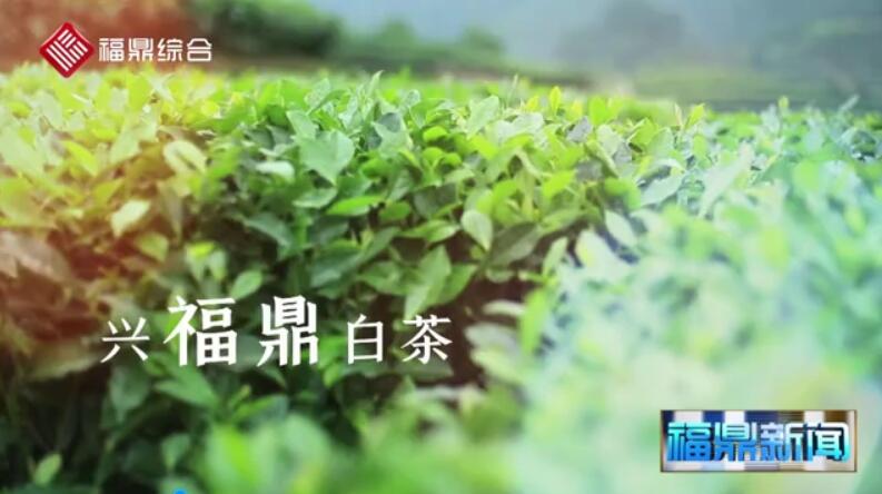 第九屆福鼎白茶開茶節(jié)宣傳片花