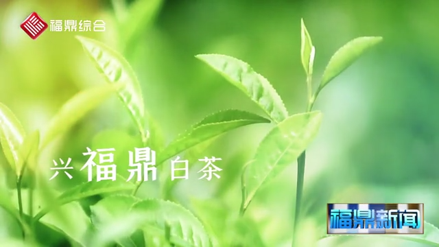 第九屆福鼎白茶開茶節(jié)宣傳片花