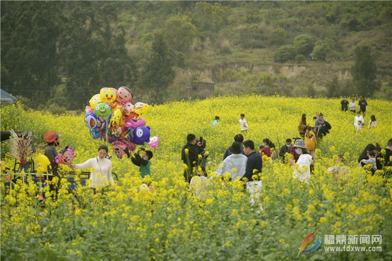 福鼎迎來(lái)油菜花絕佳觀(guān)賞期