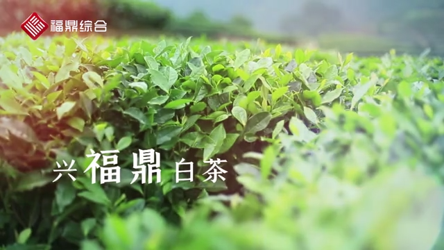 第九屆福鼎白茶開茶節(jié)宣傳片花