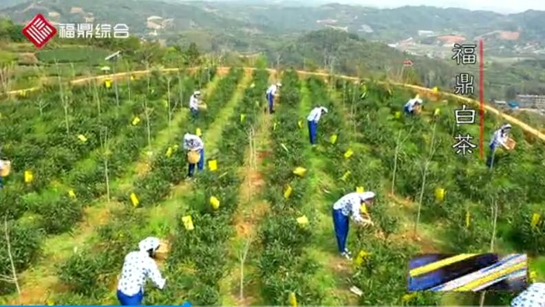 【短視頻】《福鼎白茶邀你共沐春光》