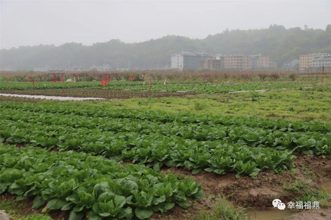 這個鎮(zhèn)全年蔬菜產(chǎn)量80%供應(yīng)福鼎市場