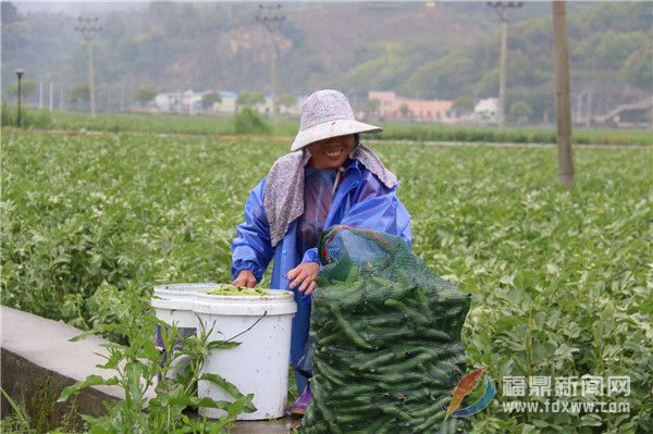 店下：萬畝蠶豆采摘忙